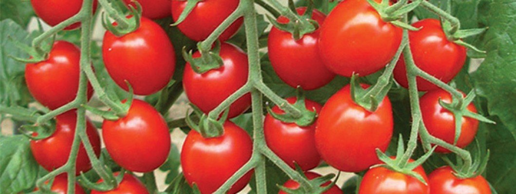 What is hybrid tomato seeds?