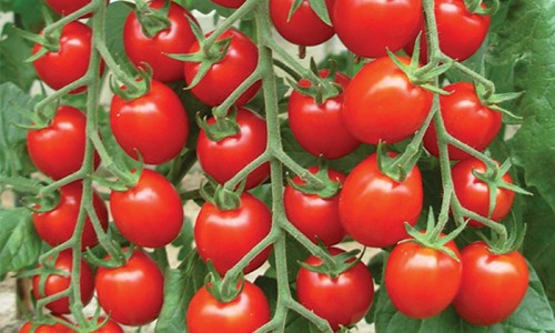 What is hybrid tomato seeds?