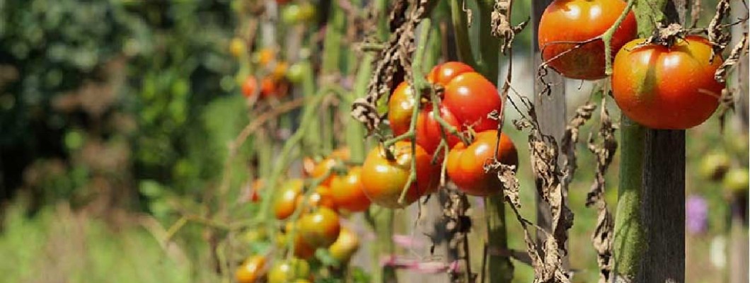 What are the diseases of tomatoes?