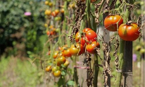 What are the diseases of tomatoes?