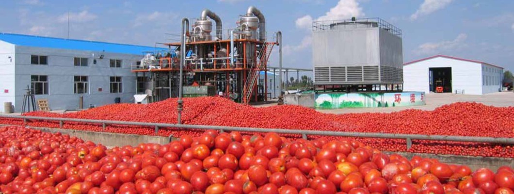 The versatile use of hybrid tomatoes in industry