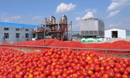 The versatile use of hybrid tomatoes in industry