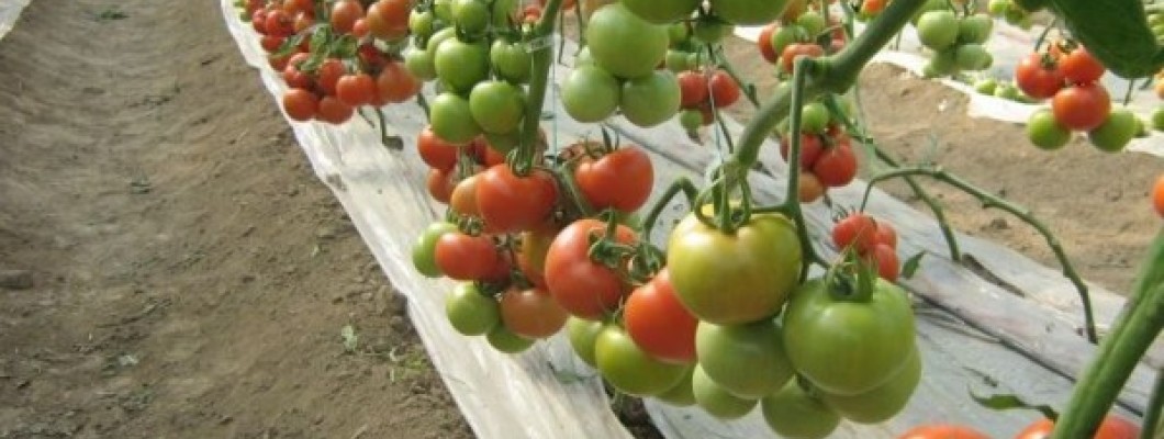 Hybrid tomato seeds: Productivity, disease resistance and adaptability