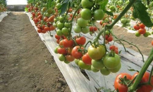 Hybrid tomato seeds: Productivity, disease resistance and adaptability