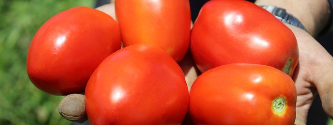 Why should I use Golyat F1 hybrid tomato seeds?