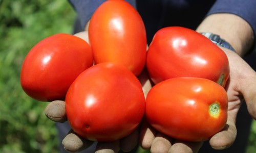 Why should I use Golyat F1 hybrid tomato seeds?